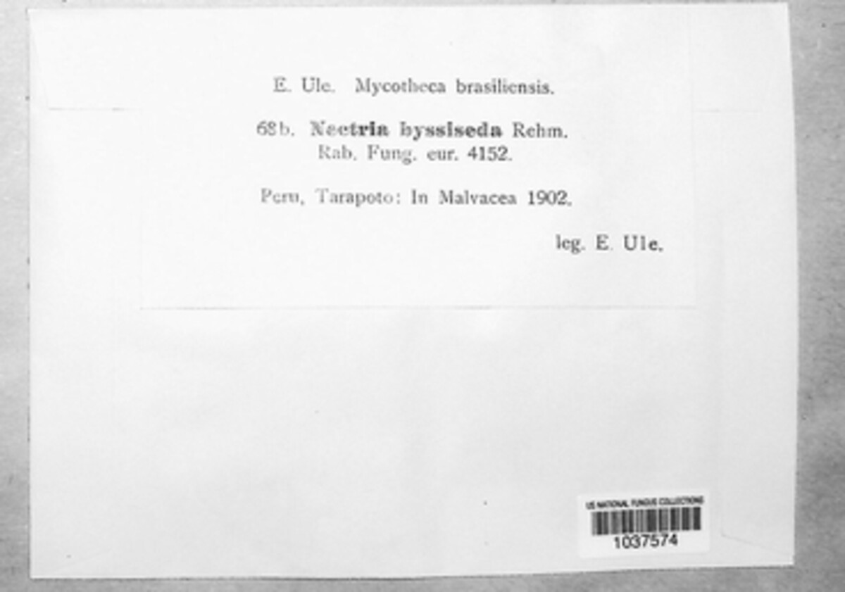 Nectria byssiseda image